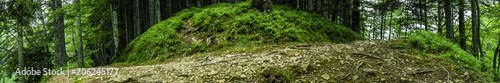 Extremely Wide Panorama of Deep Forests Path.