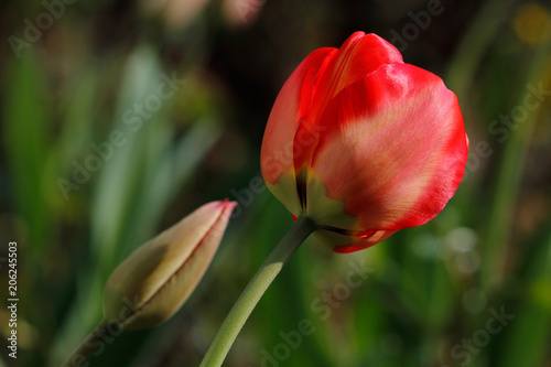 Spring-blooming red tulip flower in the garden