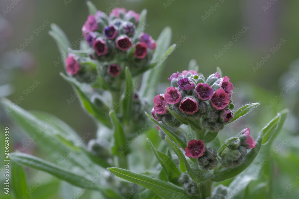Cynoglossum officinale -Echte Hundszunge Cynoglossum officinale -Echte Hundszunge