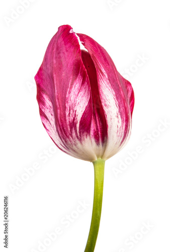 red tulip with white strips isolated on white background