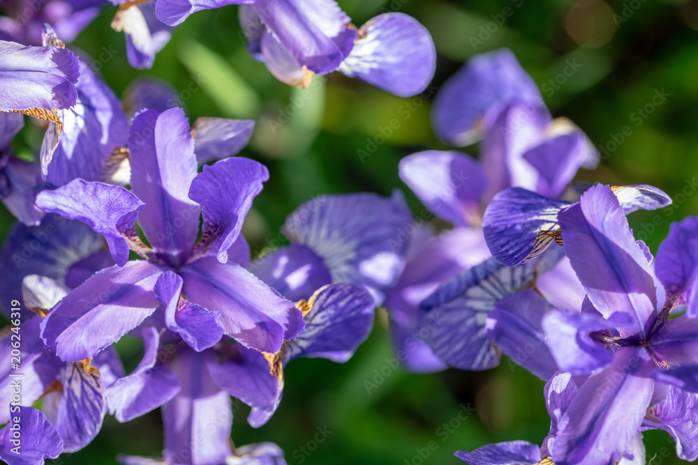 Iris sibirica flowers (commonly known as Siberian iris or Siberian flag) Iris sibirica flowers (commonly known as Siberian iris or Siberian flag)