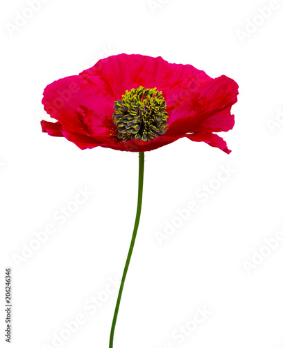 red poppy isolated on white background