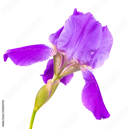Fototapeta Naklejka Na Ścianę i Meble -  purple iris flower. isolated on white background