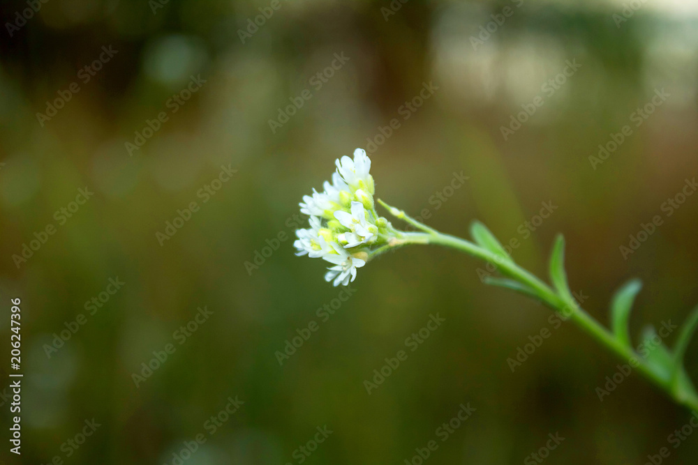 Delicate, beautiful white, field flower.  Close-up.