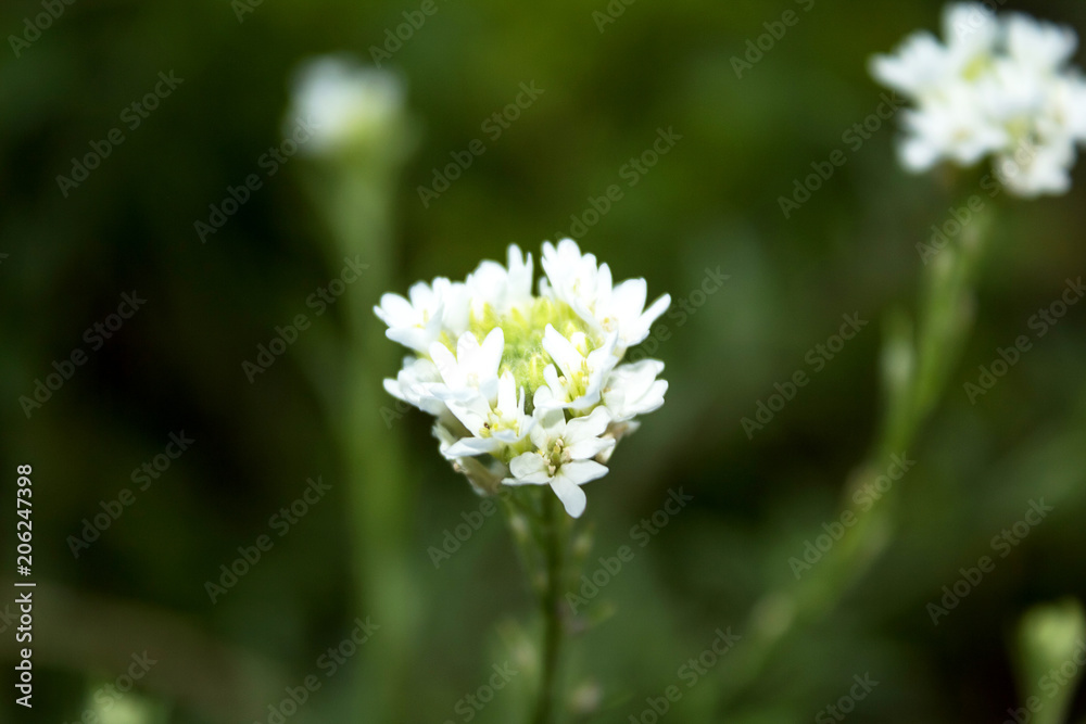 Delicate, beautiful white, field flower. Close-up. Delicate, beautiful white, field flower. Close-up.