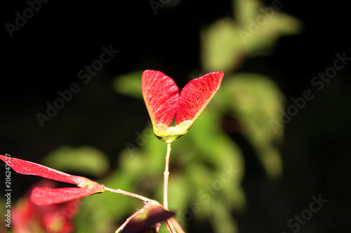 Red seeds, maple trees. On a dark, black background