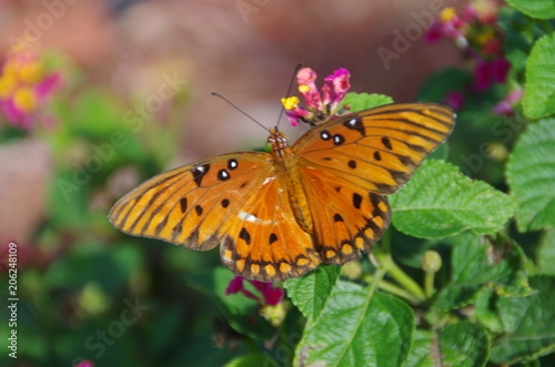 Queen Butterfly © Jim