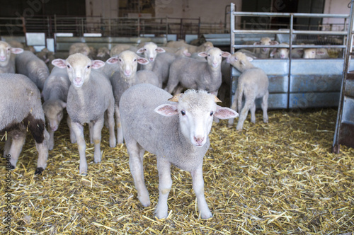 Little ram of merina sheep pure breed at barn, Extremadura, Spain photo