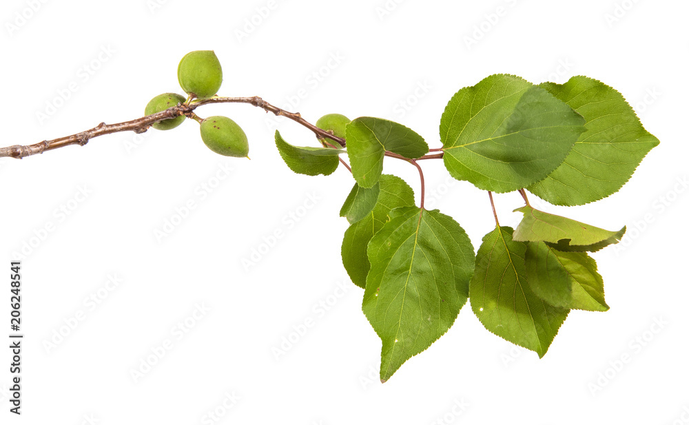 Apricot Leaf