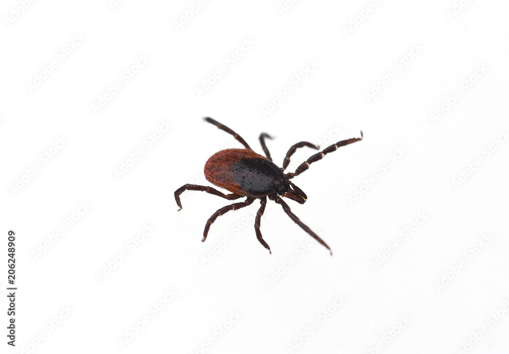 Zecke, Holzbock, Ixodes, ricinus Zecke, Holzbock, Ixodes, ricinus
