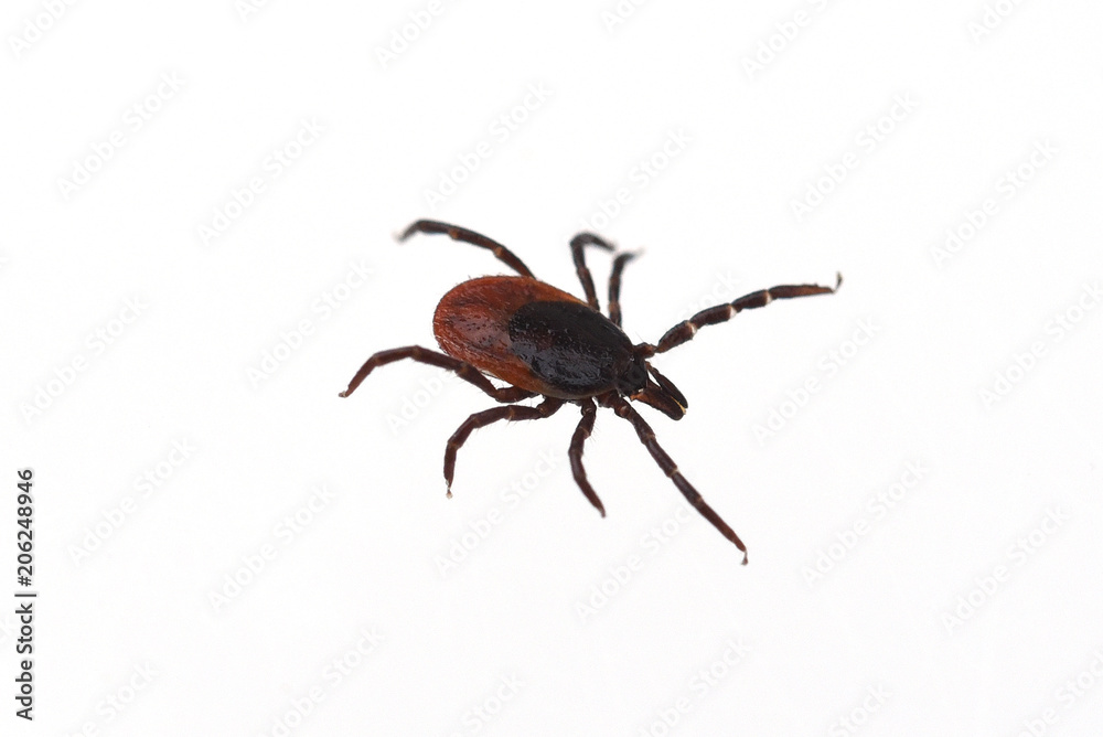 Zecke, Holzbock, Ixodes, ricinus Zecke, Holzbock, Ixodes, ricinus