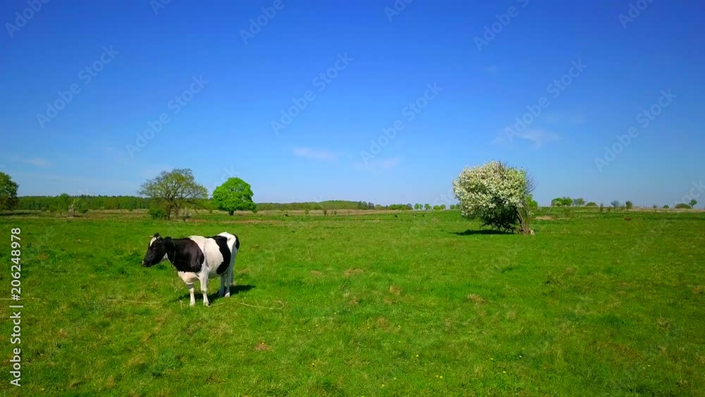 One cow grazes on a meadow beautiful blue sky above it. One cow grazes on a meadow beautiful blue sky above it.