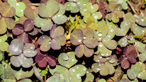 Oxalis in forest after rain. background or texture of the leaves of the shamrock with drops of dew. photo