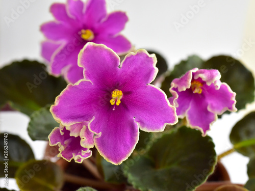 African violet plant variety Icy Sunset