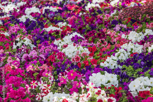 Beautiful colorful spring flowers through the streets of the city