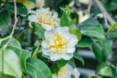 Japanische Kamelie mit weißer Blüte photo