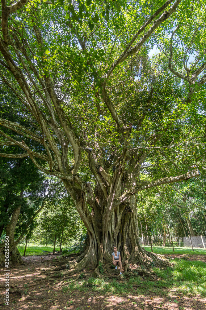 Sir Seewoosagur Ramgoolam Botanical Garden, Mauritius Sir Seewoosagur Ramgoolam Botanical Garden, Mauritius
