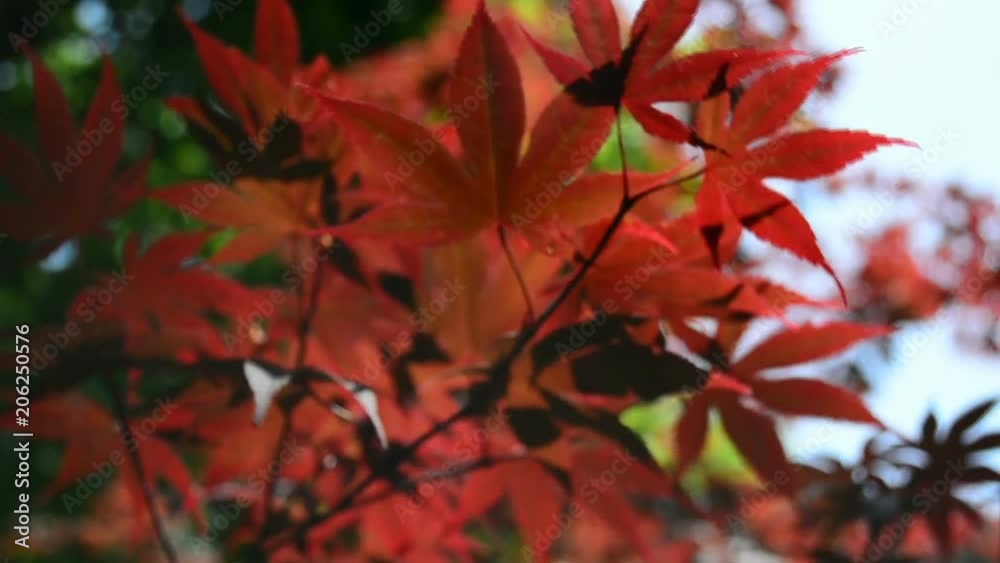 Red autumn leaves are shaking with the wind. Bird sounds are peaceful Red autumn leaves are shaking with the wind. Bird sounds are peaceful