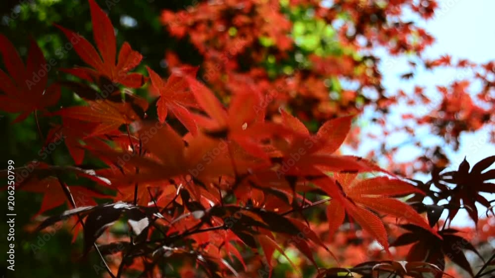 Red autumn leaves are shaking with the wind. Bird sounds are peaceful Red autumn leaves are shaking with the wind. Bird sounds are peaceful