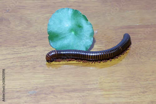 Millipede and one green leaf on the wooden floor. Millipedes are those long black bugs with what seems like a million tiny legs.