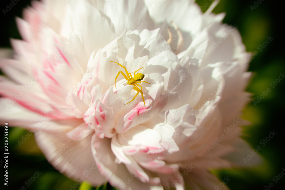 Crab spider on a white and pink Chrysanthemum in bloom