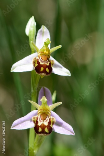 orchidées sauvage (Ophrys apifera) photo