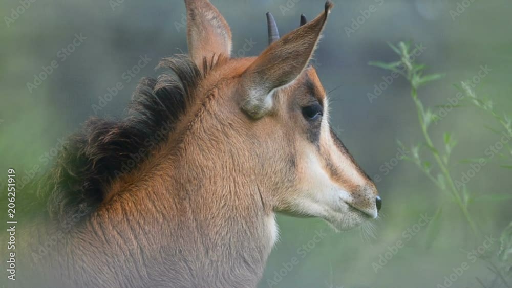 Sable antelope baby portrait closeup
