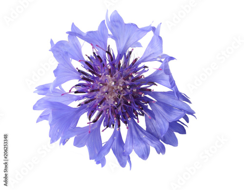 Blue cornflower (Cyanus segetum) isolated on white background © Tatiana