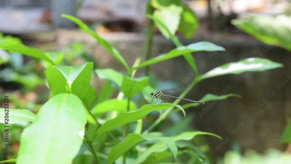 damselfly resting on green leaf