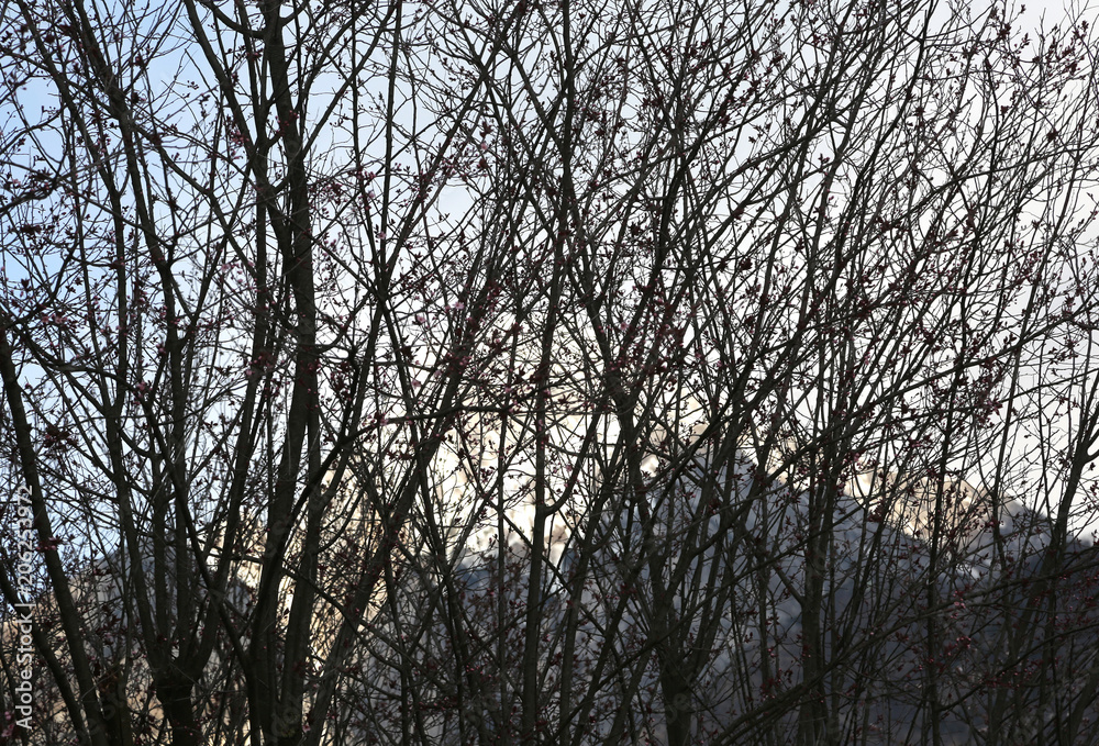 many branches of trees and the mountain in background many branches of trees and the mountain in background