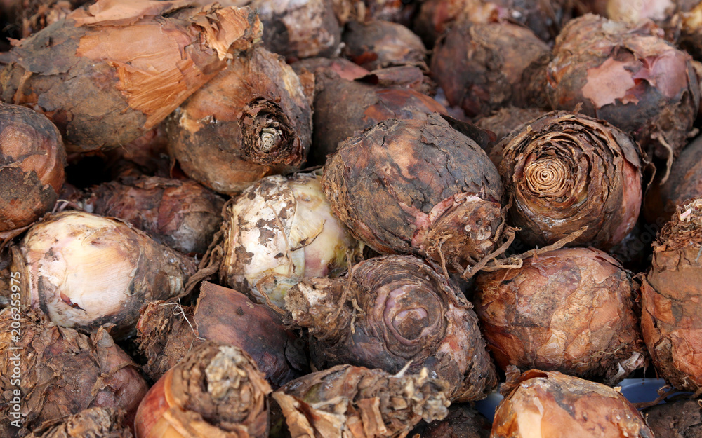 many bulbs for sale of the Drimia maritima plant many bulbs for sale of the Drimia maritima plant