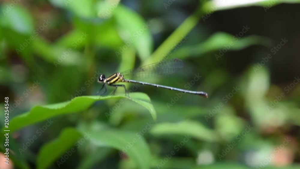 damselfly resting on green leaf damselfly resting on green leaf