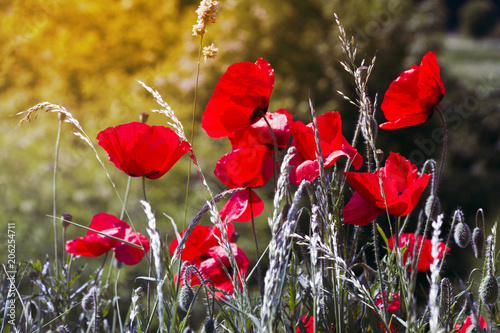 Poppy in the clearing.