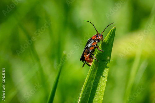 Soldier beetle (Cantharis) on a blade of grass 