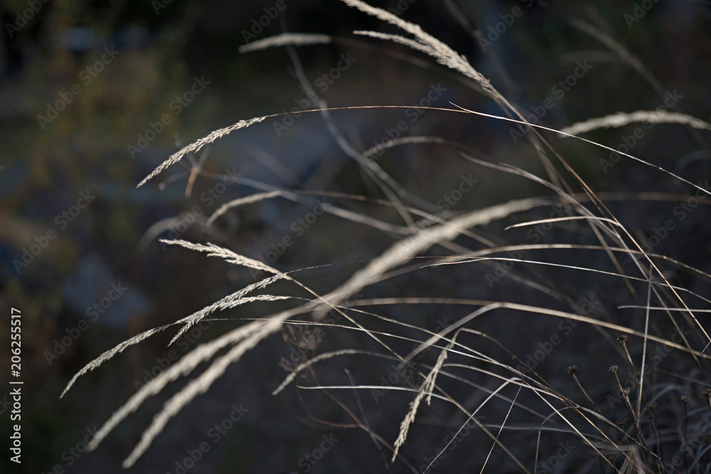 gras gras