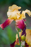 Yellow with purple iris flower in the garden