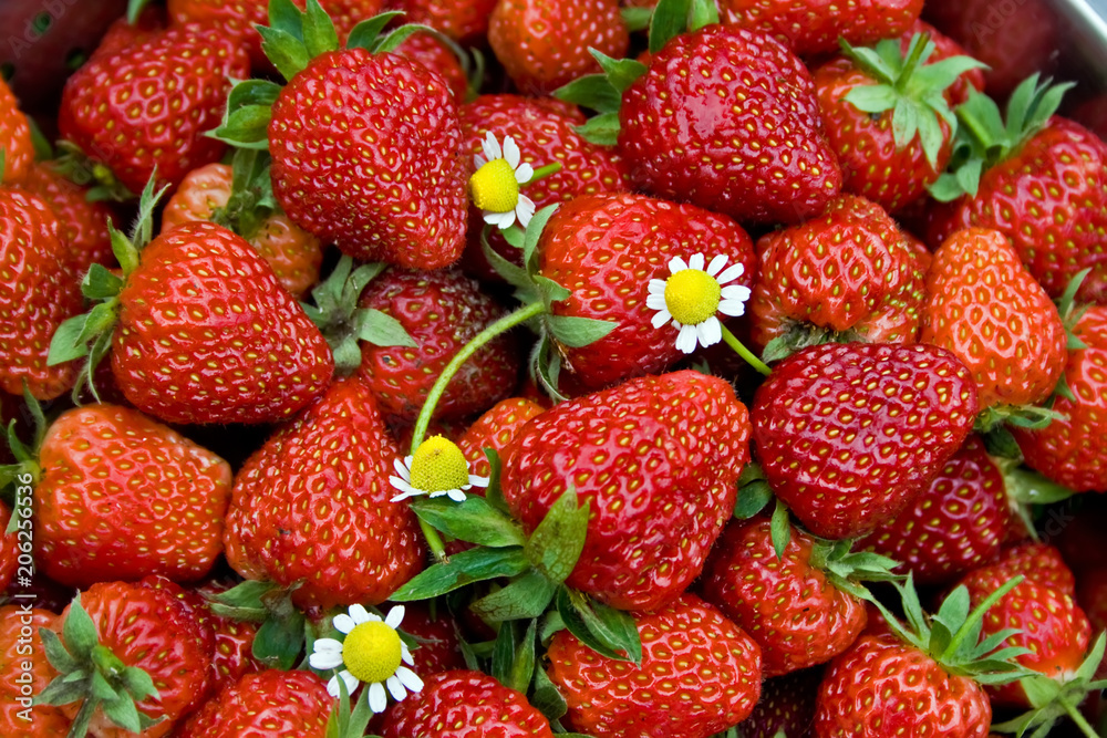 Berries of red fresh strawberries Berries of red fresh strawberries