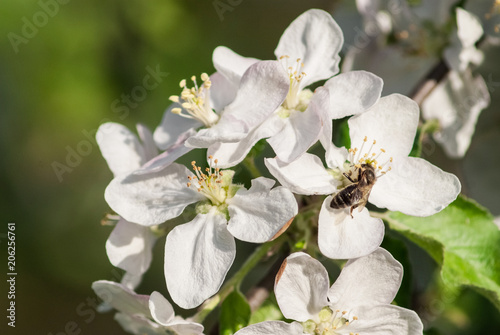 Beautiful blooming apple trees in spring park close up