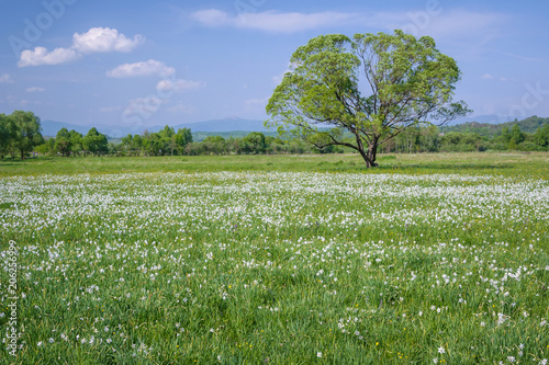 Valley of narcissus