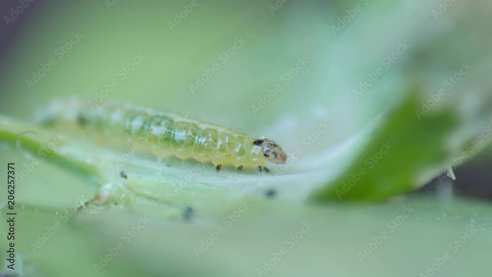 Chrysodeixis includens,green caterpillar of Soybean Looper on green leaf,macro Chrysodeixis includens,green caterpillar of Soybean Looper on green leaf,macro