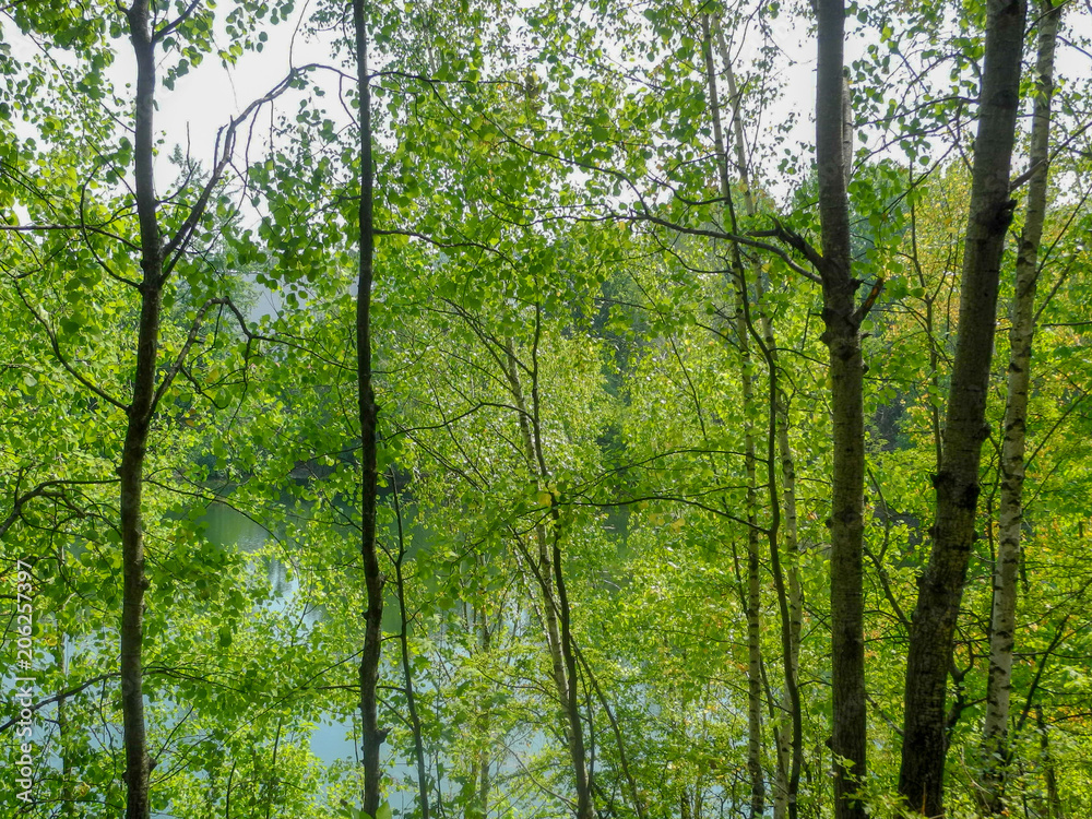 Wald Wald