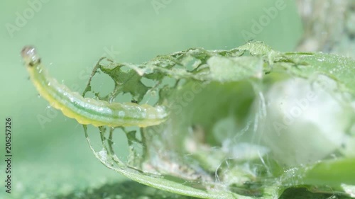 Chrysodeixis includens,green caterpillar of Soybean Looper  on green leaf,macro photo