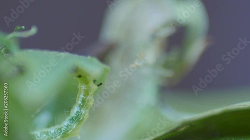 Chrysodeixis includens,green caterpillar of Soybean Looper  on green leaf,macro photo