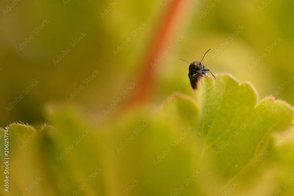 Close up on small green insect on green geranium leaf