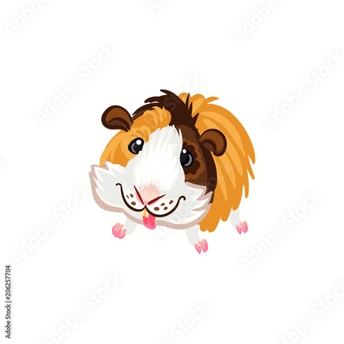 funny guinea pig clipart illustration vector