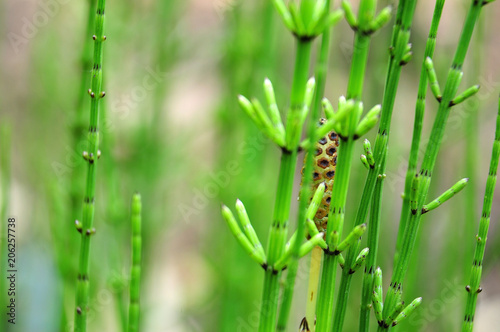 stems and blossom of water horsetail