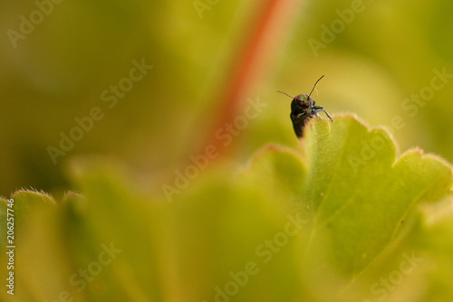 Wallpaper Mural Close up on small green insect on green geranium leaf Torontodigital.ca