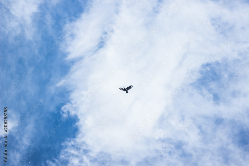 blue sky with clouds with fly bird