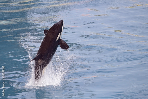 Killer whale (Orcinus orca) jumping out of  blue water viewed from back