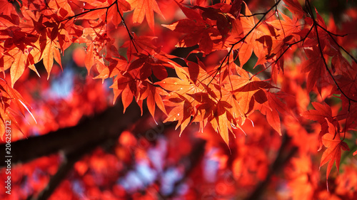 Maple leaf red in autumn at lake Kawaguchi  Japan